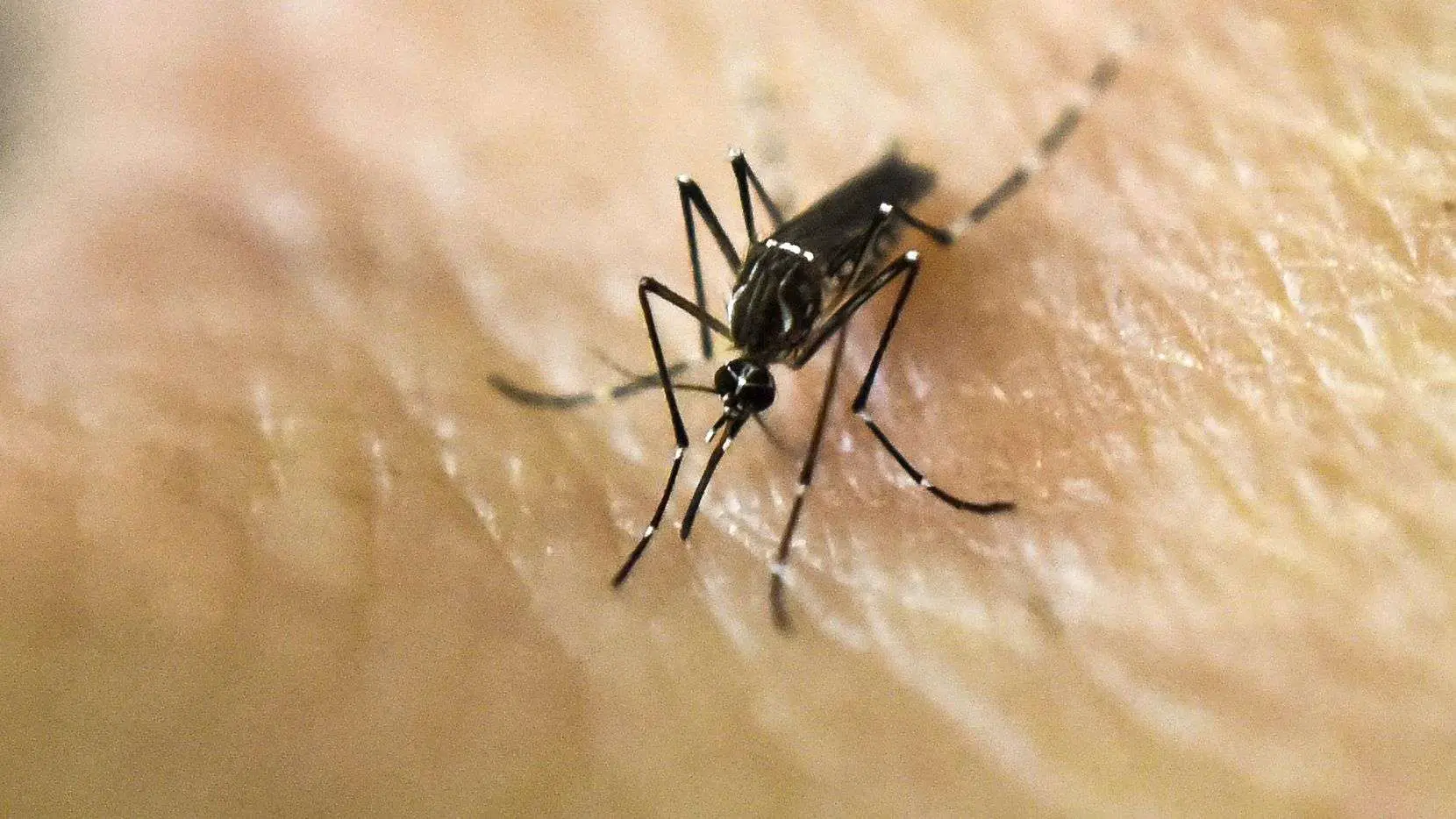 Texas Medicaid to cover mosquito repellent amid growing ...